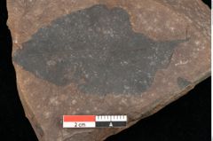 Foto (Detailsansicht) von Quercus palaeoilex Ettingshausen (NHMW-GEO-2024-0188-0942)